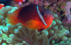 Amphiprion barberi