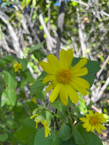 iNaturalist observation photo of canyon sunflower