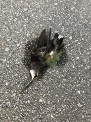 Archilochus colubris