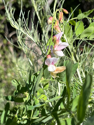 iNaturalist observation photo of Pacific pea