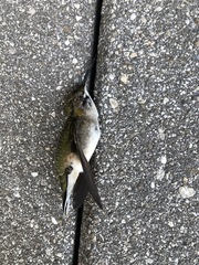 Archilochus colubris