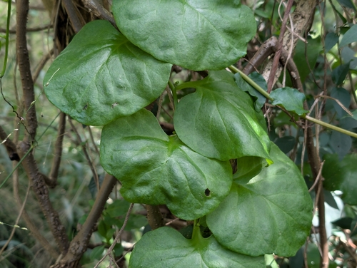 Anredera cordifolia observed 2026-03-07