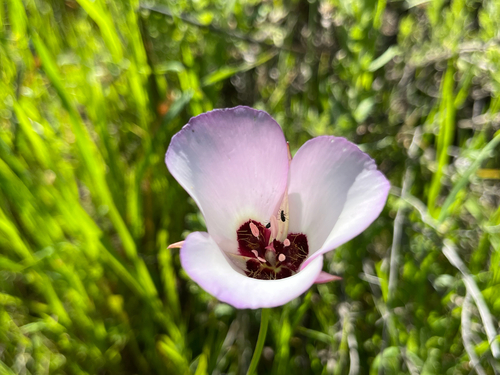iNaturalist observation photo of Catalina mariposa lily