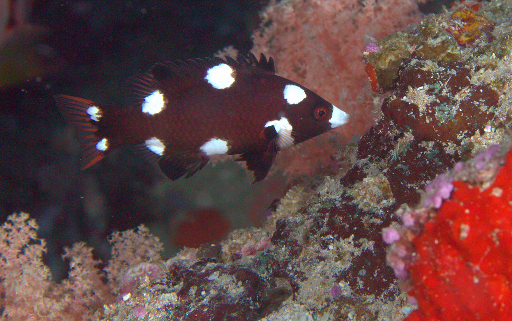Axilspot Hogfish