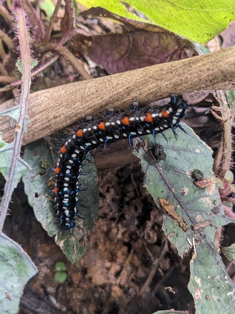 枯叶蛱蝶（Doleschallia bisaltide）