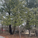 eastern hemlock from N Chapman Rd, Doylestown, PA, US on March 07, 2026 at 02:48 PM by nature_nerd1164