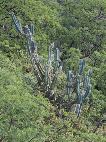 Cereus forbesii (Cereus forbesii)