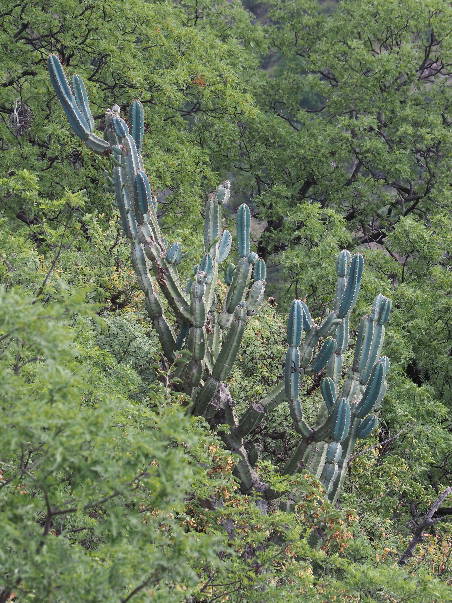 Cereus Forbesii (Cereus forbesii)