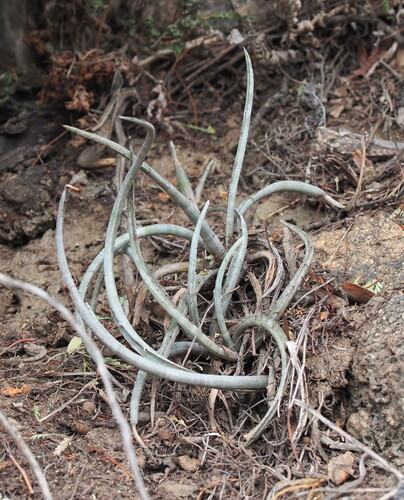 Deinacanthon urbanianum