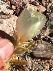 Mentzelia tricuspis