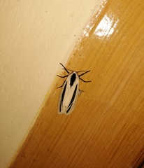 Creatonotos gangis-interrupta agg