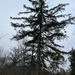 white spruce from N Chapman Rd, Doylestown, PA, US on March 07, 2026 at 03:48 PM by nature_nerd1164