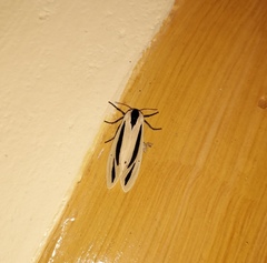 Creatonotos gangis-interrupta agg