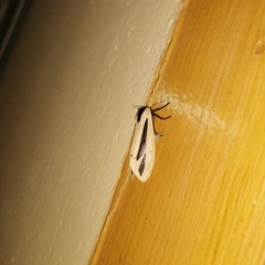 Creatonotos gangis-interrupta agg