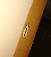 Creatonotos gangis-interrupta agg