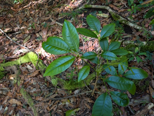 Queensland-maple (Flindersia brayleyana)