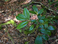 Flindersia brayleyana