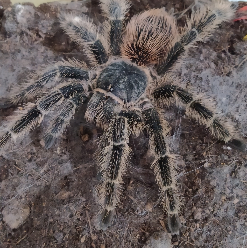 Lasiodora subcanens
