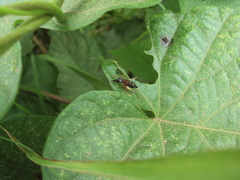 Cranistus colliurides