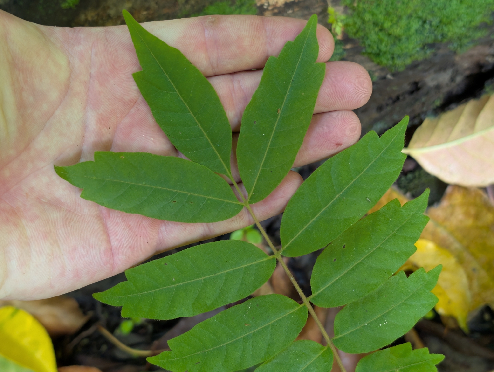 Australian Red-Cedar (Toona ciliata)