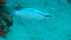 Scolopsis trilineata