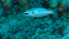 Scolopsis trilineata