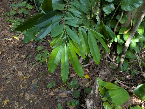 Diospyros blancoi observed 2026-03-07