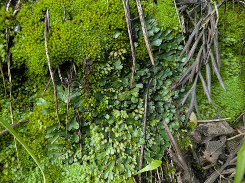 Targionia hypophylla observed 2026-03-05