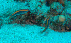 Stethojulis notialis