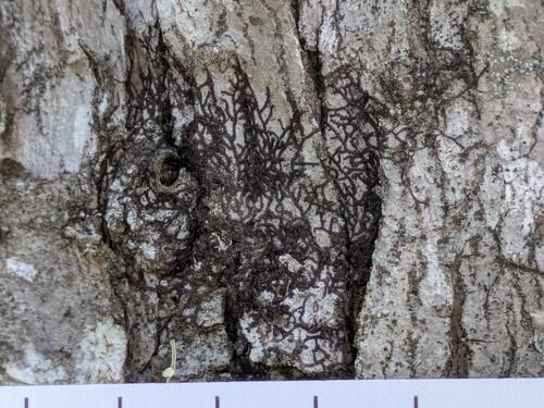 Frullania oahuensis, 2026-03-05