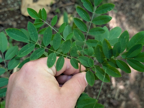 Anil De Pasto (Indigofera suffruticosa)