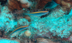 Stethojulis notialis