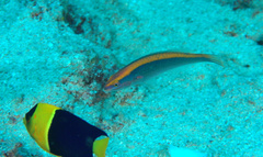 Stethojulis notialis