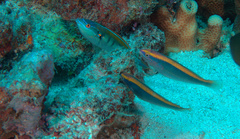 Stethojulis notialis