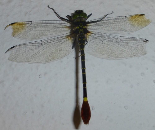 Madagascan Rivercruiser