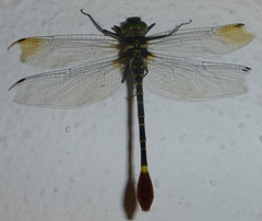 Phyllomacromia trifasciata