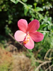 Hibiscus praeteritus