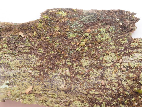 Cylindrocolea planifolia