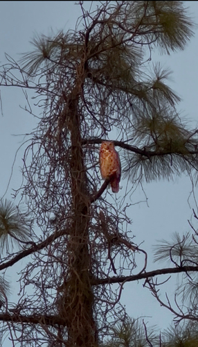View observation of {o.common_name} on iNaturalist