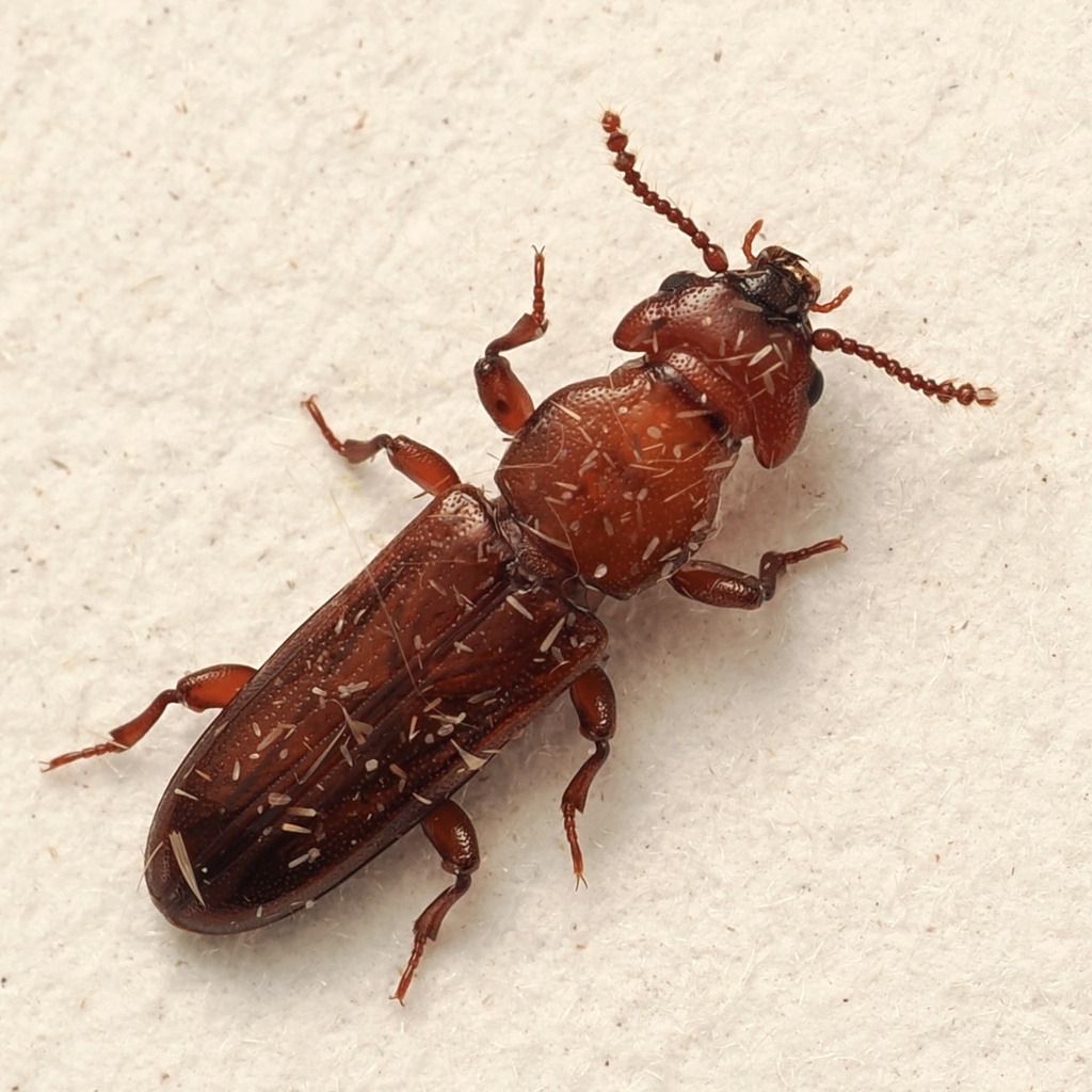 Dryocora