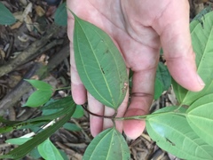 Pternandra coerulescens
