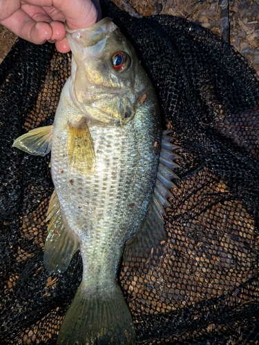 Bass (Ambloplites cavifrons) — Centrarchidae