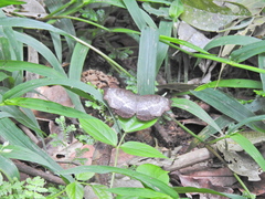 Ariadne albifascia