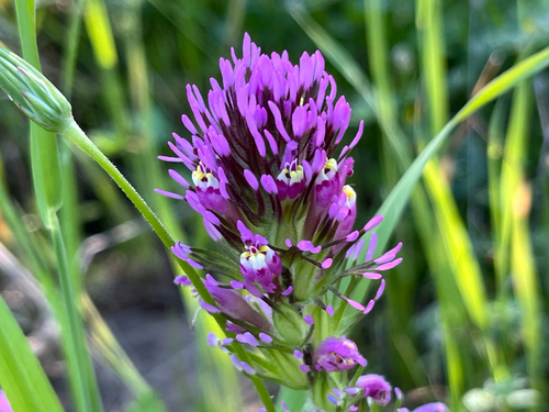 iNaturalist observation photo of purple owl's-clover