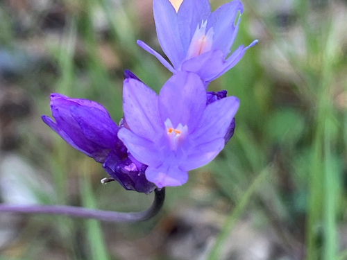 iNaturalist observation photo of blue dicks