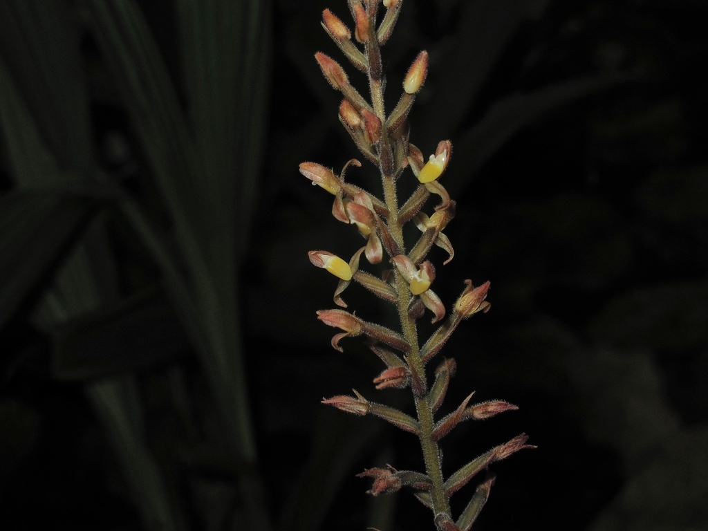 giant jewel orchid (Goodyera rubicunda)
