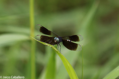 Erythrodiplax attenuata