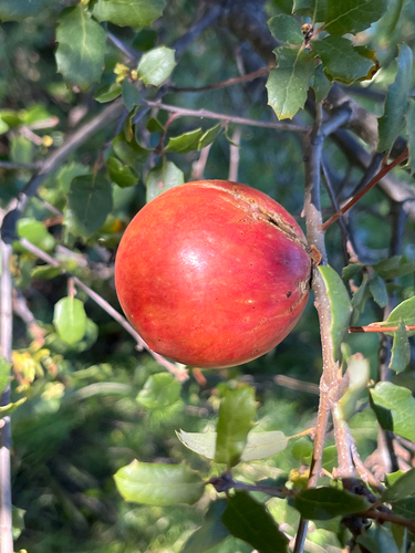 iNaturalist observation photo of California Gall Wasp