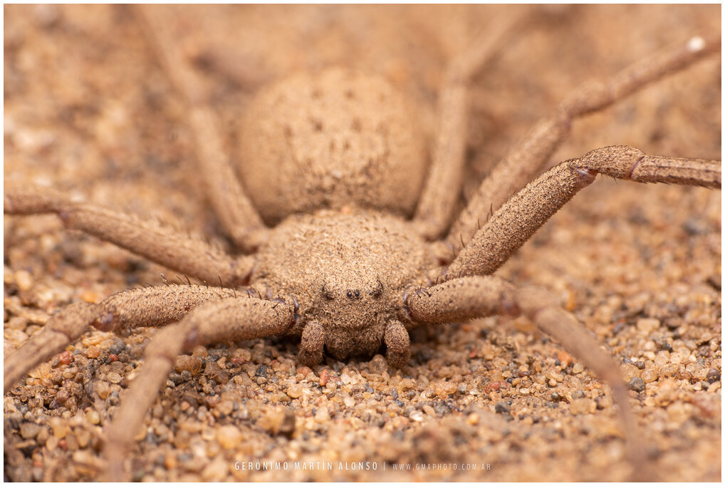 Sicarius rupestris