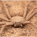 Sicarius rupestris - Photo (c) Gerónimo Martín Alonso, some rights reserved (CC BY-NC-ND), uploaded by Gerónimo Martín Alonso